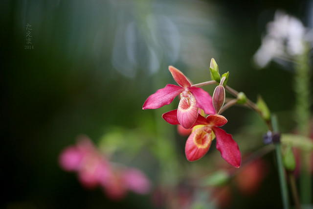 exh.orchids_07