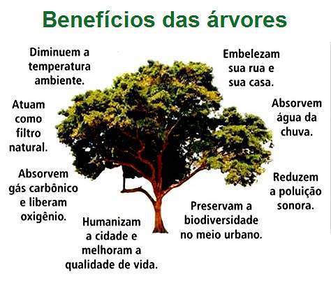 Dia Mundial Da árvore I Be Castanheira De Pera
