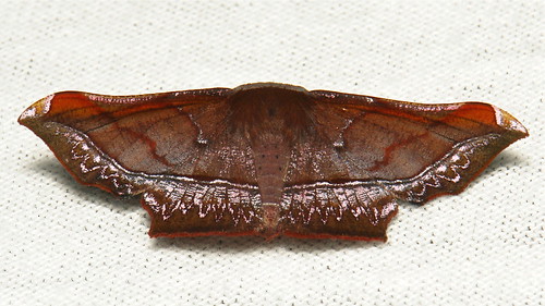 Geometrid Moth (Fascellina sp., Ennominae, Geometridae)