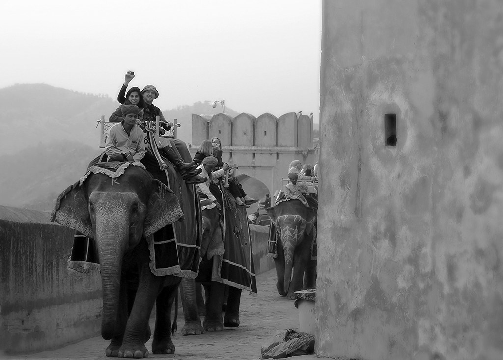 Elephants - Jaipur