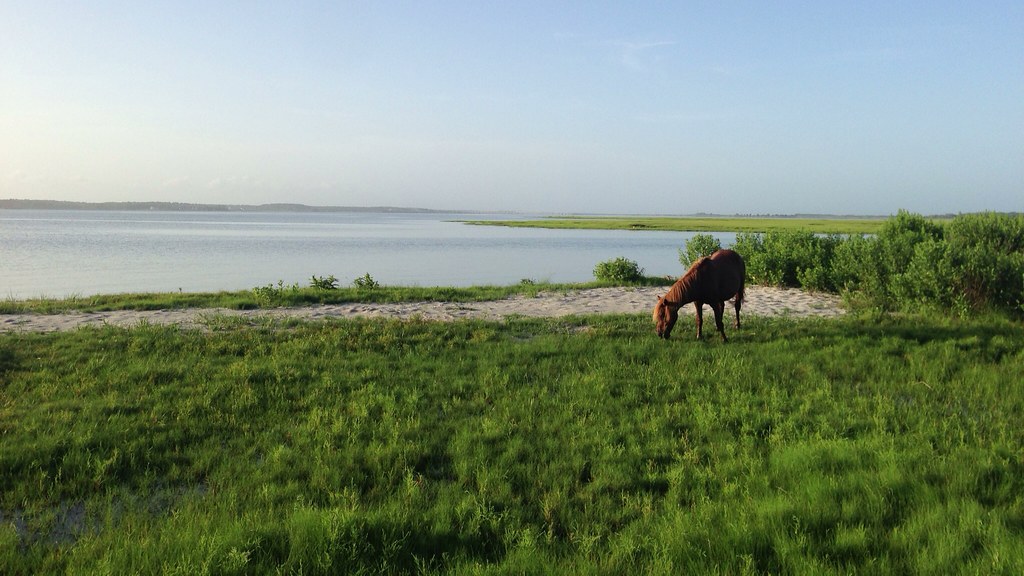 Assateague Island - Horse