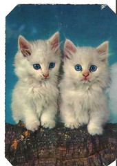 old postcard kittens