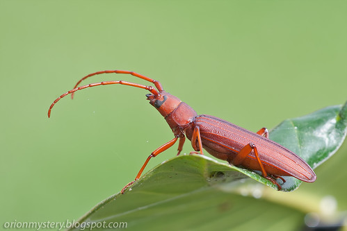 IMG_7034 copy red longhorn beetle Aerogrammus procerus