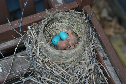 Two hatched, two to go
