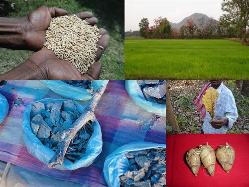 Medicinal Rice Formulations for Diabetes Complications and Heart Diseases (TH Group-51) from Pankaj Oudhia’s Medicinal Plant Database by Pankaj Oudhia