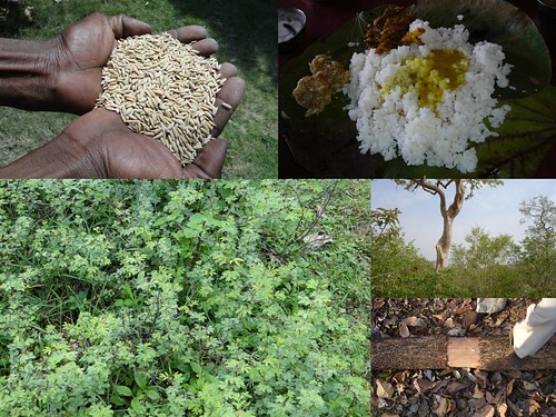 Medicinal Rice Formulations for Diabetes Complications and Heart Diseases (TH Group-57 special) from Pankaj Oudhia’s Medicinal Plant Database by Pankaj Oudhia