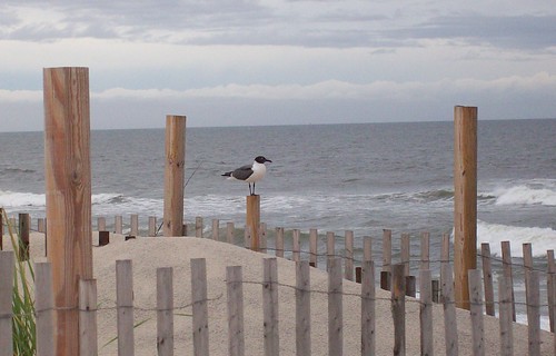 perching seagull
