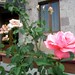 Armenian Roses