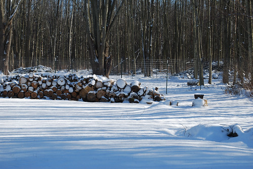 Woodpile in snow