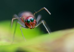 Arachnids (Malaysia)