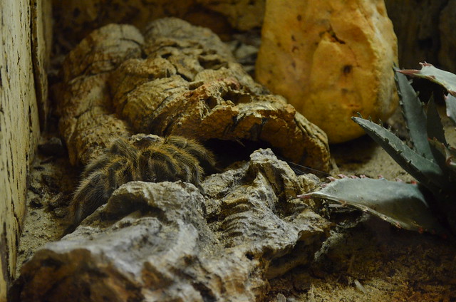 Biosphaere Potsdam tarantula