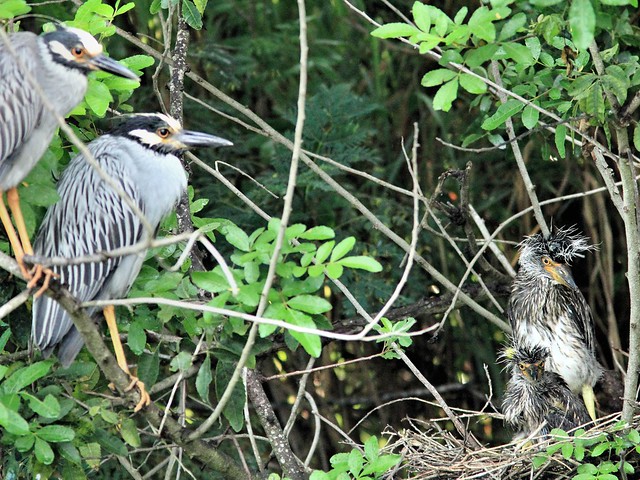 Yellow-crowned Night-Heron nest 22 family 20130602