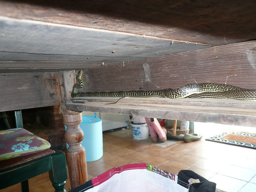 Snake on drawer runner
