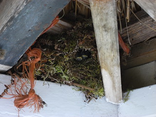 Wren's nest in porch