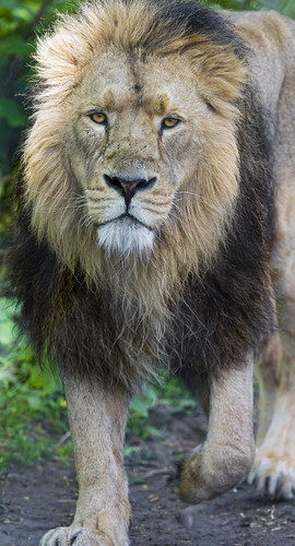 The male lion walking towards me by Tambako the Jaguar