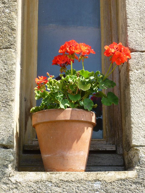 A French geranium