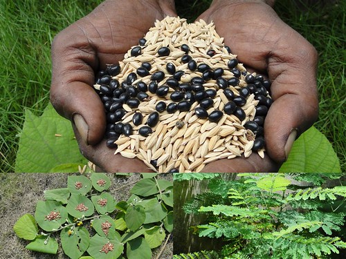 Medicinal Rice Formulations for Diabetes Complications, Heart and Kidney Diseases (TH Group-78) from Pankaj Oudhia’s Medicinal Plant Database by Pankaj Oudhia