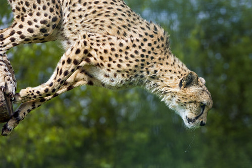 Murphy jumping! by Tambako the Jaguar