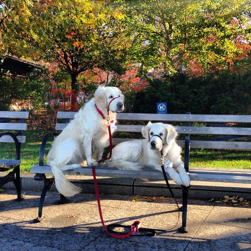Daily Hudson River Park Dogs 9 November 2013