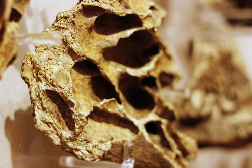 Porous Bones look like caves