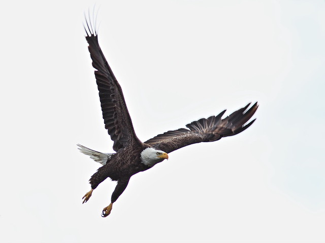Bald Eagle male in flight 20131202