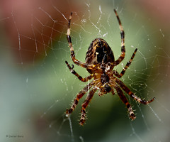 Spiders / Spinnen