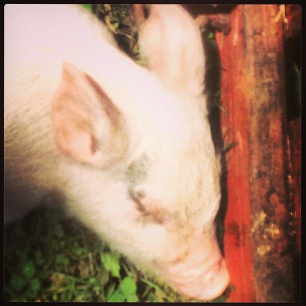 Sleeping piggy #detroit #pig #animals