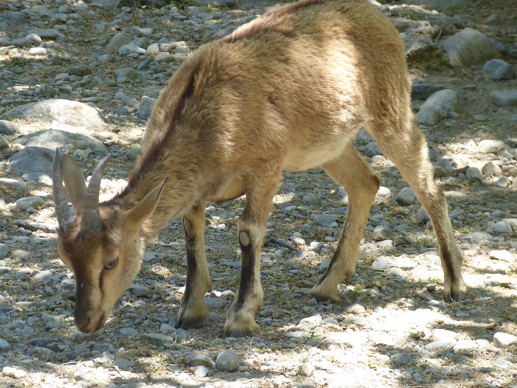 Goat, Samaria Gorge