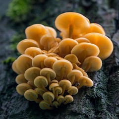 Fungi, mushrooms of all kinds