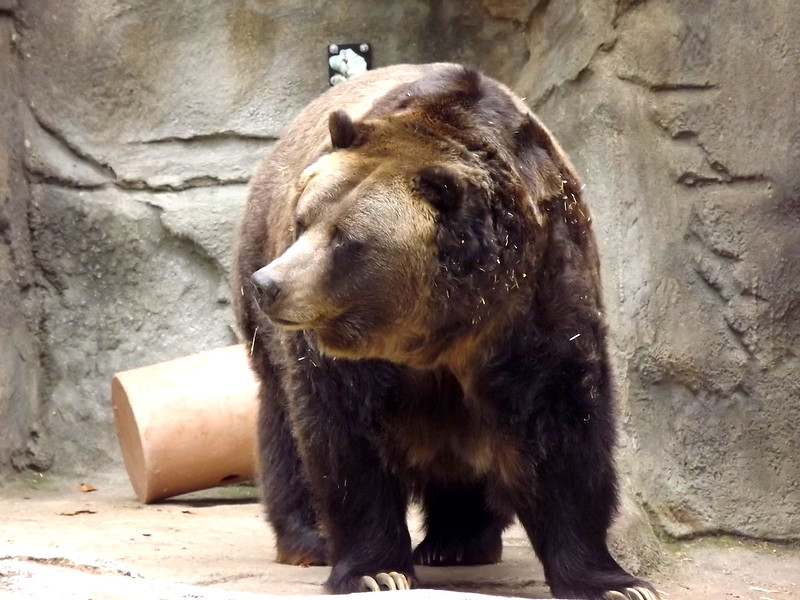 Bear Detroit Zoo