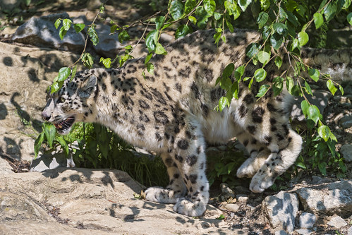 Djamila walking fast by Tambako the Jaguar