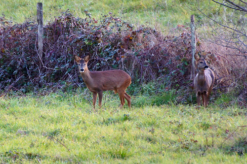 two Roe Deers in the wild by Curufinwe - David B.