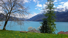 Jezioro Brienersee niedaleko Interlaken - juz wiosna w pełni