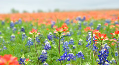 Texas Wildflowers - 2014
