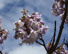 Paulownia tomentosa - Chinesischer Blauglockenbaum