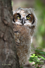 Great Horned Owls 