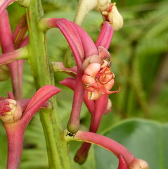 Marcgraviaceae of Ecuador