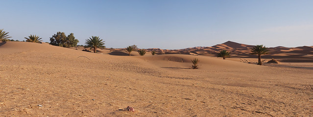 清晨的沙漠-除了遠端的暗紅色沙丘，近處的棕櫚樹也是沙漠的一部分喔～