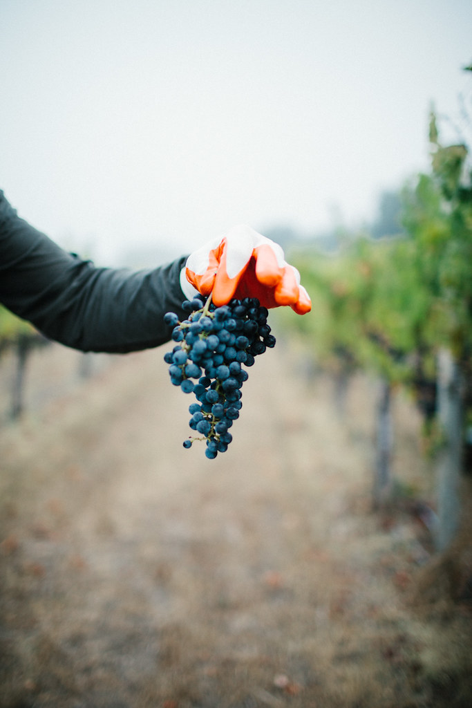 Picking (Wine) Grapes in Healdsburg