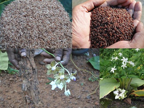 Traditionally Validated Medicinal Rice Formulations for Diabetes and Cancer Complications and Revitalization of Pancreas (TH Group-141) from Pankaj Oudhia’s Medicinal Plant Database by Pankaj Oudhia