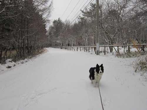 雪降る散歩道　2013年12月13日15:12 by Poran111