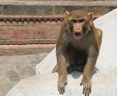 Małpa w Kathmandu