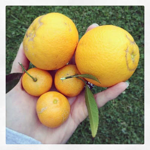 #eatfoodphotos Jan 7 | #needmore - oranges, from an orange tree instead of from a store.