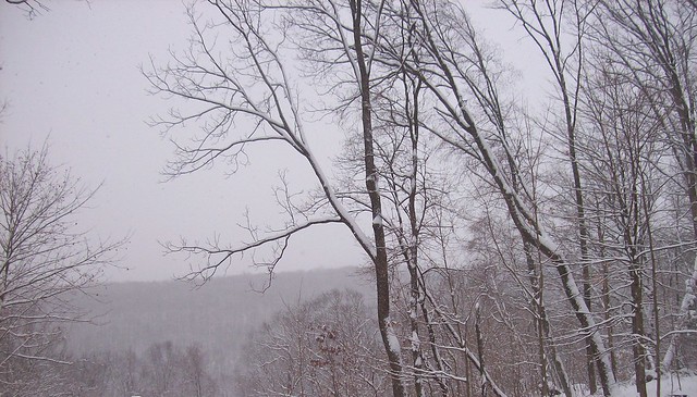 snowy trees 2