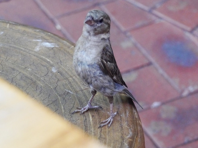 Little proud sparrow visited the table