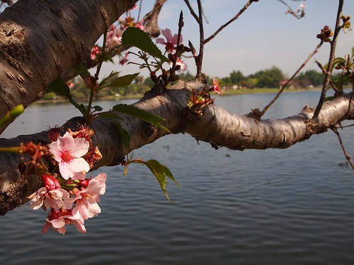 Lake Balboa Cherry Blossoms 2014 - 34