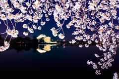Cherry Blossoms 2014