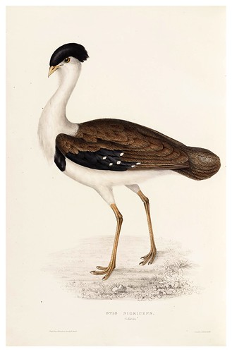 013.Otis Nigriceps-A Century of Birds from the Himalaya Mountains-John Gould y Wm. Hart-1875-1888-Science Naturalis