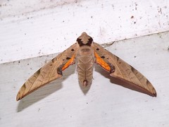 Sphinx Moths - Family Sphingidae