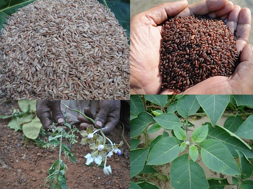 Validated and Powerful Medicinal Rice Formulations for Diabetes (Madhumeha) and Cancer Complications and Revitalization of Kidney (TH Group-148) from Pankaj Oudhia’s Medicinal Plant Database by Pankaj Oudhia